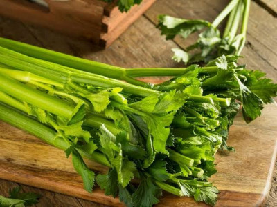 Daun Seledri Punya Segudang Manfaat Untuk Ibu Hamil
